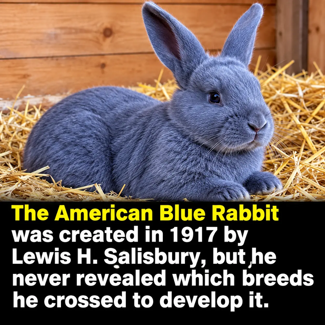 The 100-Year-Old Mystery of the American Blue Rabbit: A Rare Breed Whose Secret Origin Remains Unknown 🐇💙