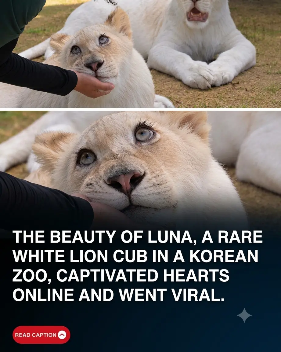 Meet Luna, the Stunning White Lioness Whose Fairytale-Like Beauty Is Captivating the Internet