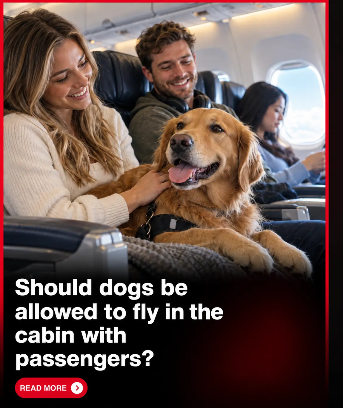 Should Dogs of All Sizes Be Allowed to Fly Beside Their Owners? The Airline Debate Dividing Pet Lovers 🐶✈️❤️