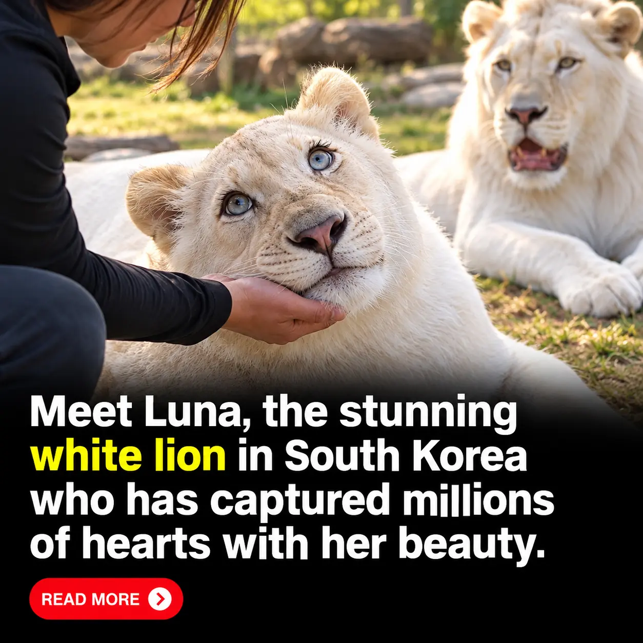 Meet Luna, the Stunning White Lioness in South Korea Whose Magical Beauty Has People Wondering If She’s Even Real 🦁🤍✨
