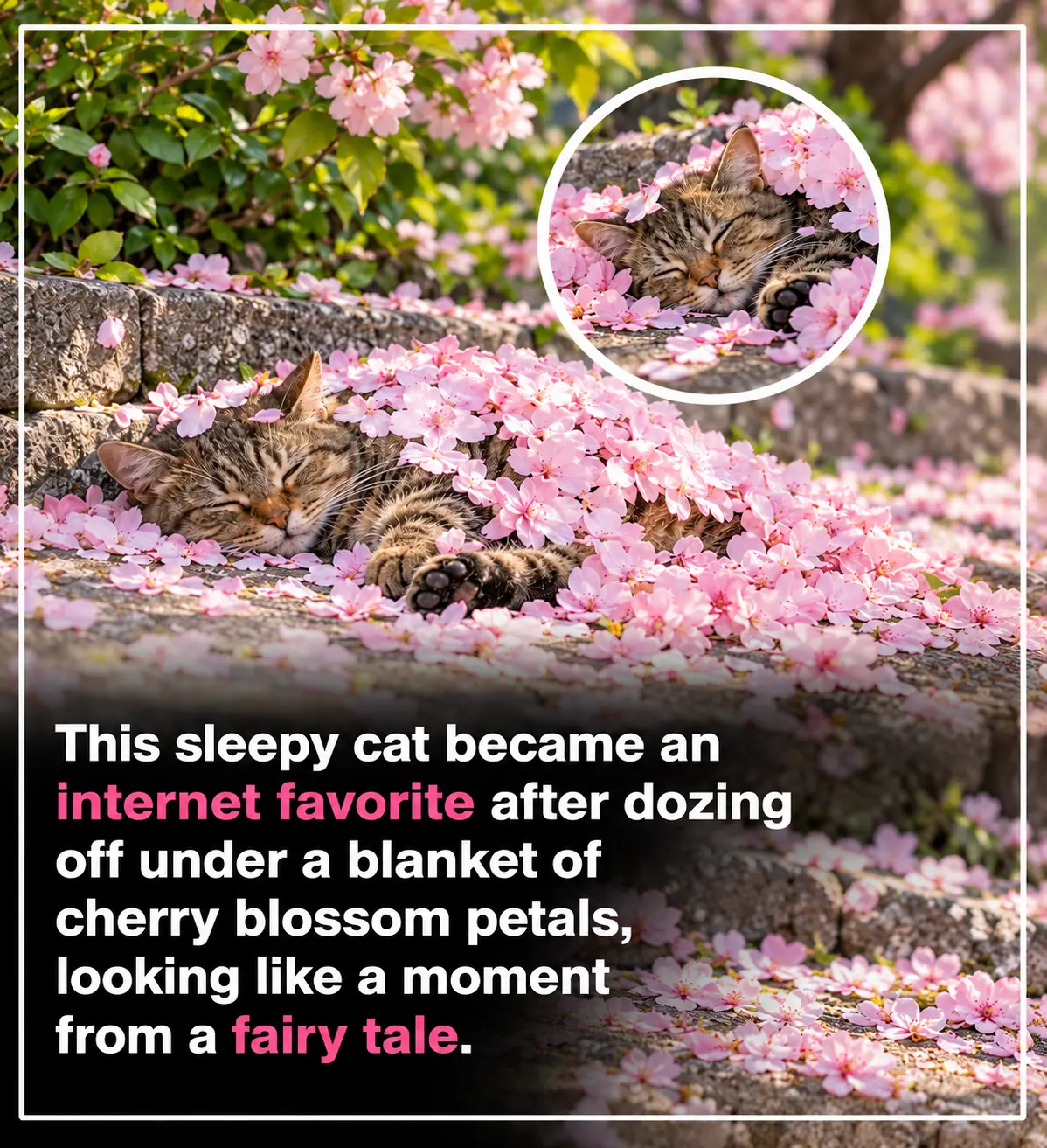 A Sleeping Cat in Japan Was Gently Covered by Fallen Cherry Blossom Petals—And the Magical Scene Looked Like Something Straight Out of a Fairytale 🌸🐱