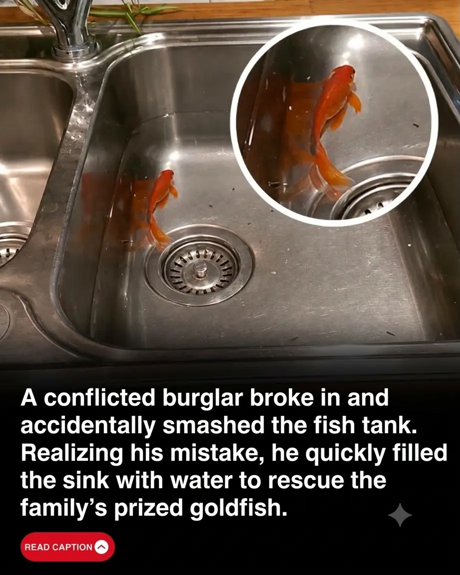 Burglars Stole a Family’s Valuables, but What They Did to Save Their Goldfish Left Everyone Astonished