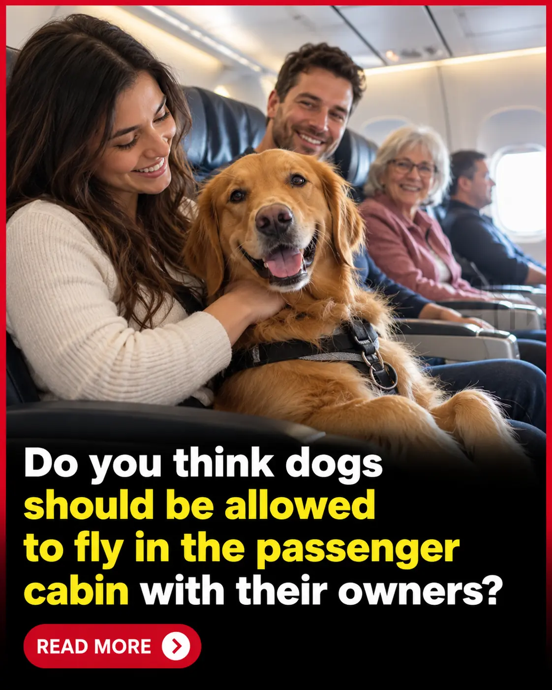 Should Dogs of All Sizes Be Allowed to Fly Beside Their Owners Instead of Traveling in the Cargo Hold? 🐶✈️❤️