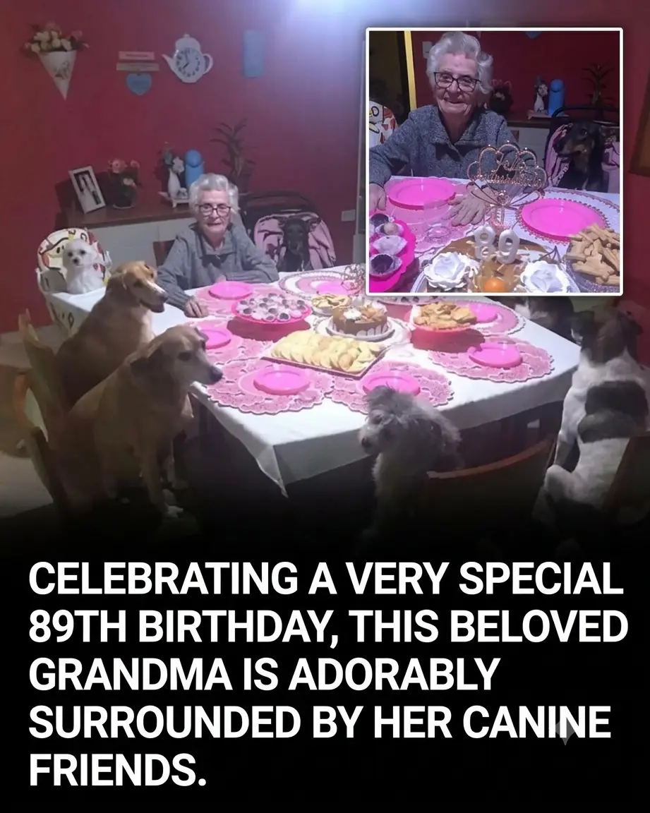 89-Year-Old Grandma Celebrates Her Birthday With Her 10 Beloved Dogs, and the Heartwarming Moment Melts Hearts Worldwide