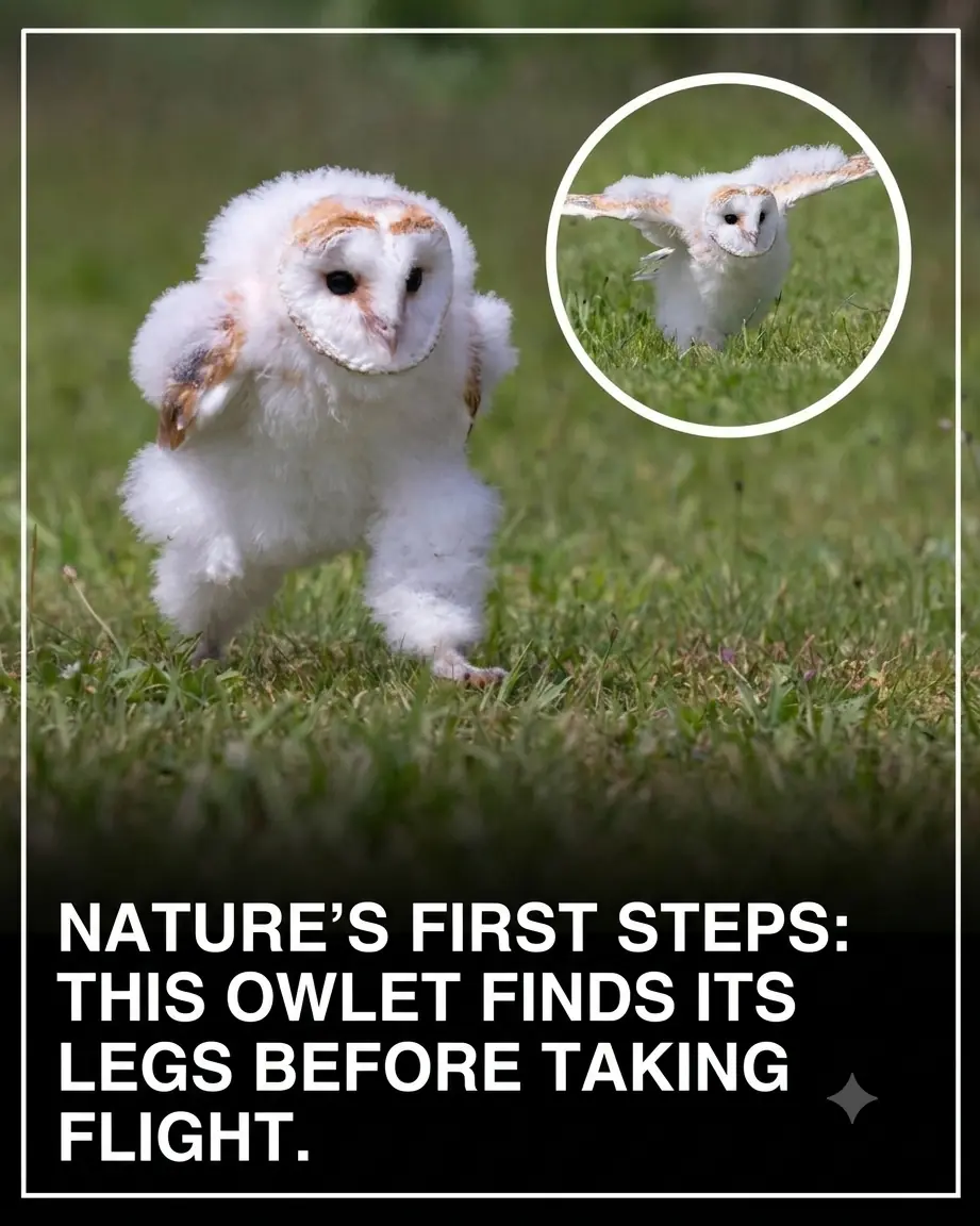 Baby Barn Owl Goes Viral for Hilariously Running Across the Grass Before Learning to Fly