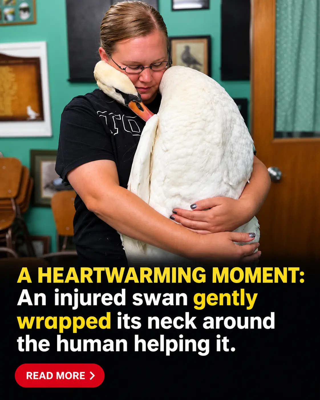 An Injured Swan Wrapped Its Neck Around the Man Who Helped It, Creating a Heartwarming Moment of Trust Between a Wild Animal and a Human
