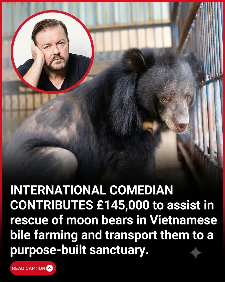 Ricky Gervais Donates £150,000 to Help Rescue Vietnam’s Last Captive Bears from Cruel Bile Farms