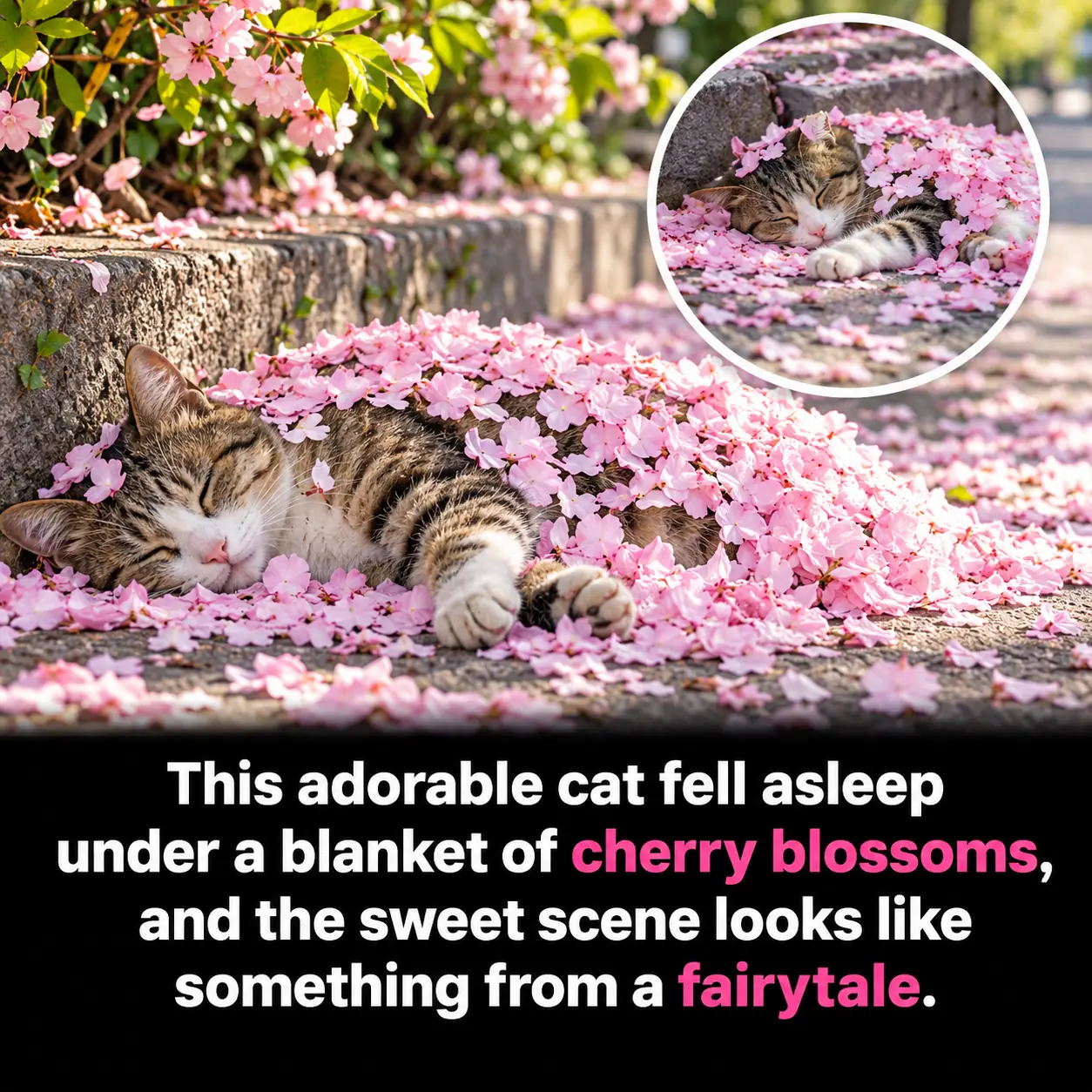 Sleepy Cat Falls Asleep Beneath Japan’s Cherry Blossoms—and Wakes Up Wrapped in Nature’s Most Beautiful Pink Blanket 🌸🐱❤️