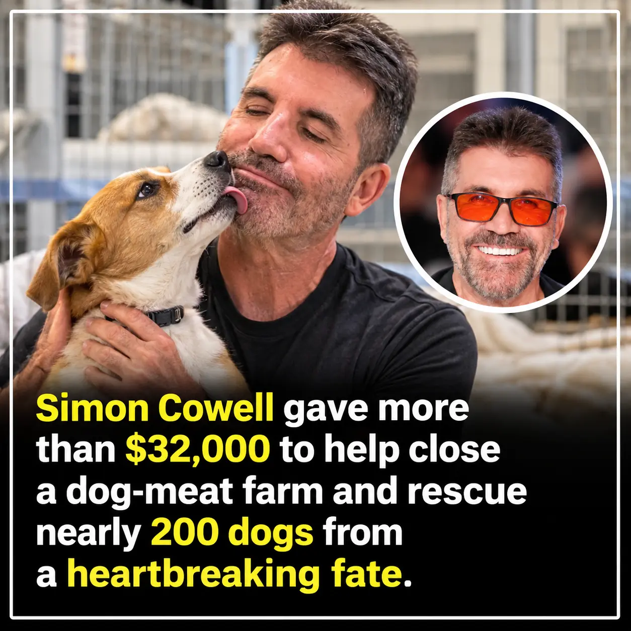 Simon Cowell Donates Over $32,000 to Help Shut Down a Dog-Meat Farm in South Korea, Giving Nearly 200 Dogs and Puppies a Second Chance at Life! 🐶❤️
