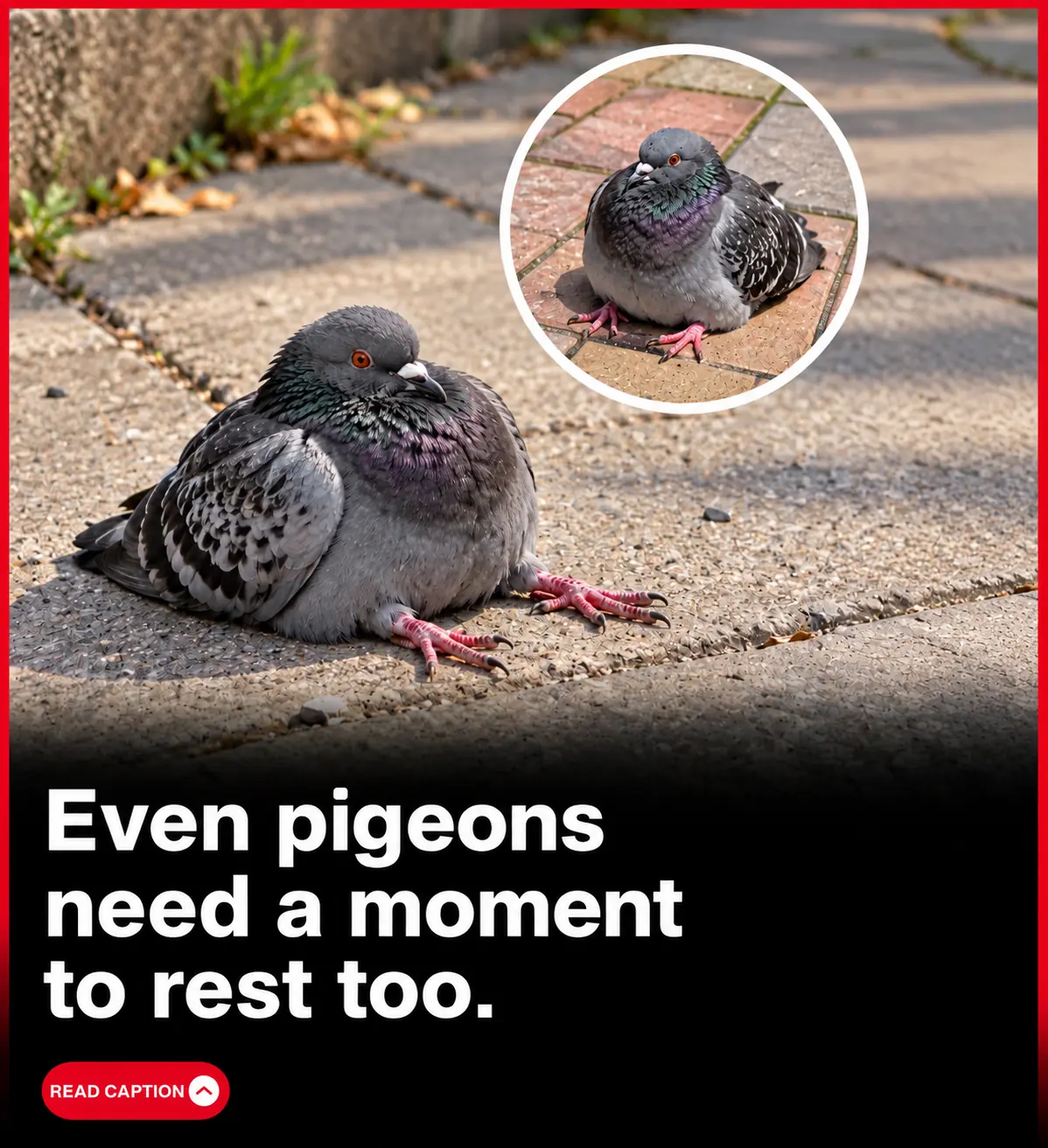 Even Pigeons Have Those Days When Life Gets Too Exhausting—And These Hilarious Photos Are Making Everyone Laugh! 😂🐦