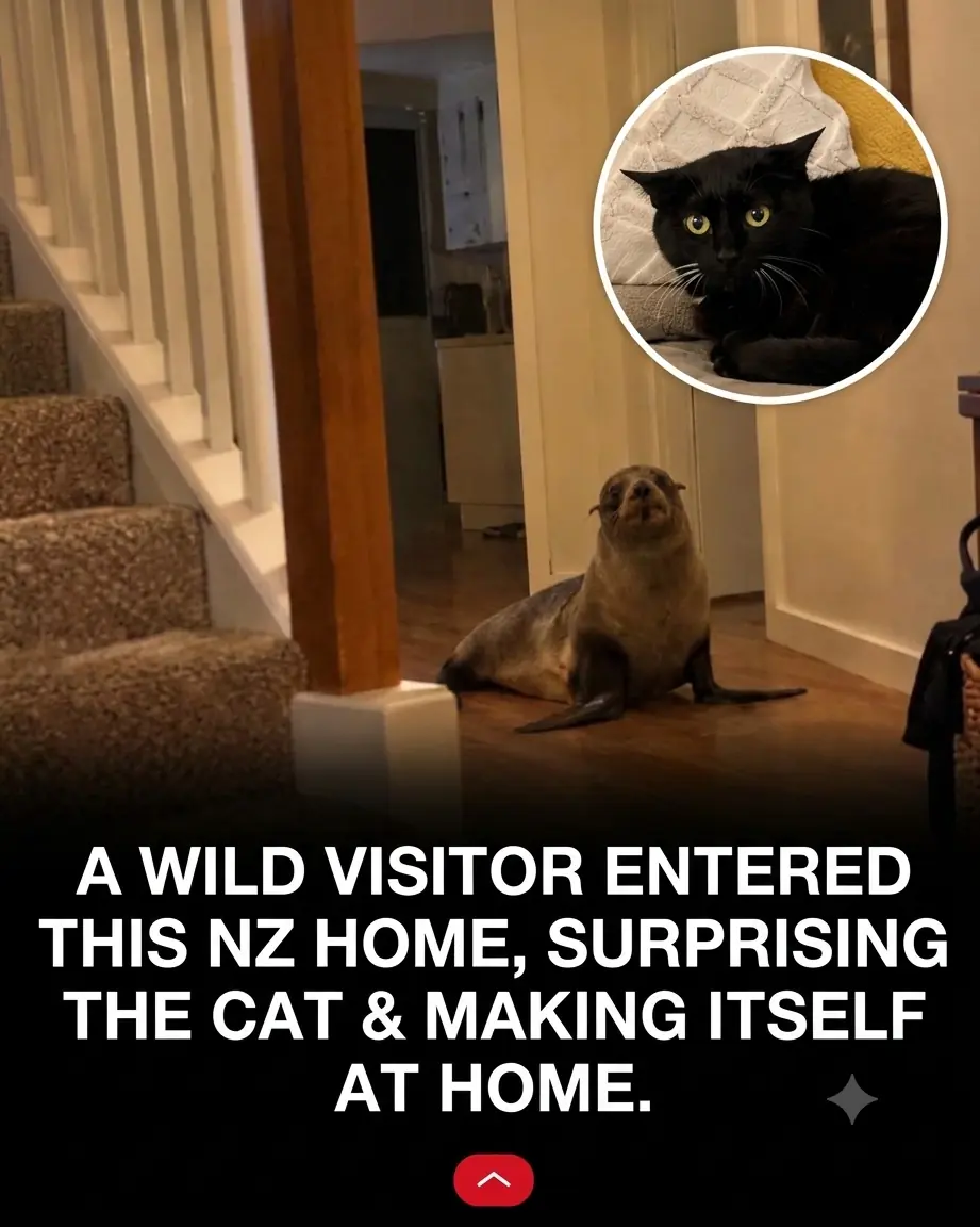 Wild Seal Breaks Into New Zealand Family’s Home, Scares Their Cat Away, and Claims the Couch as His Own!