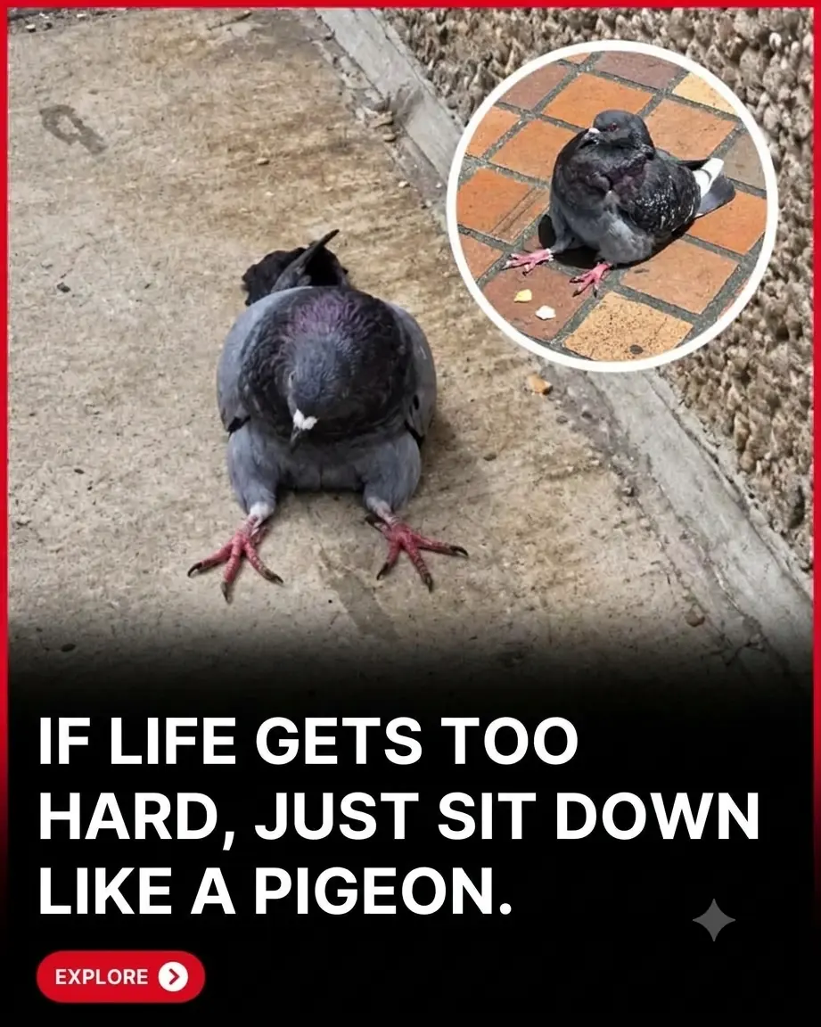 Even Pigeons Need a Break From Life! Hilarious Photos Show Birds Sitting Like Exhausted Humans