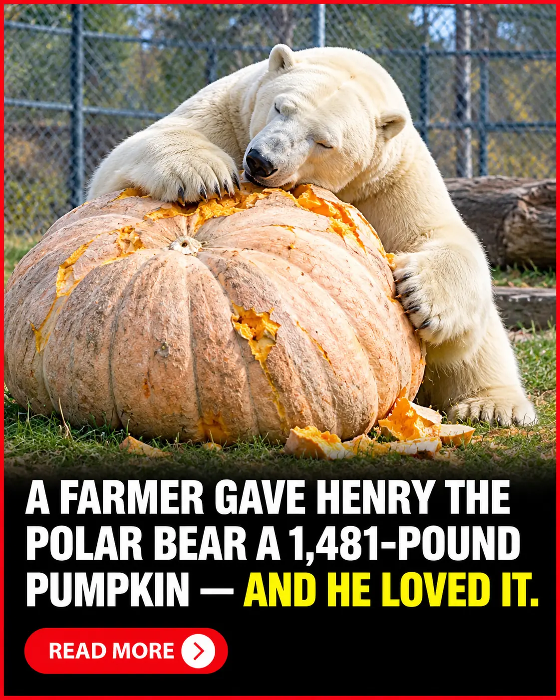 Canadian Farmer Gifts Polar Bear Henry a Giant 1,481-Pound Pumpkin, and His Adorable Reaction Melts Hearts Everywhere! 🐻‍❄️🎃❤️
