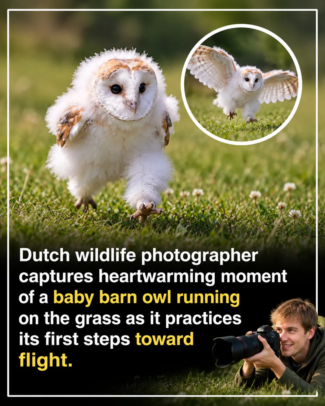 Adorable Baby Owl Caught Running Across the Grass Before Learning to Fly Melts Hearts Around the World