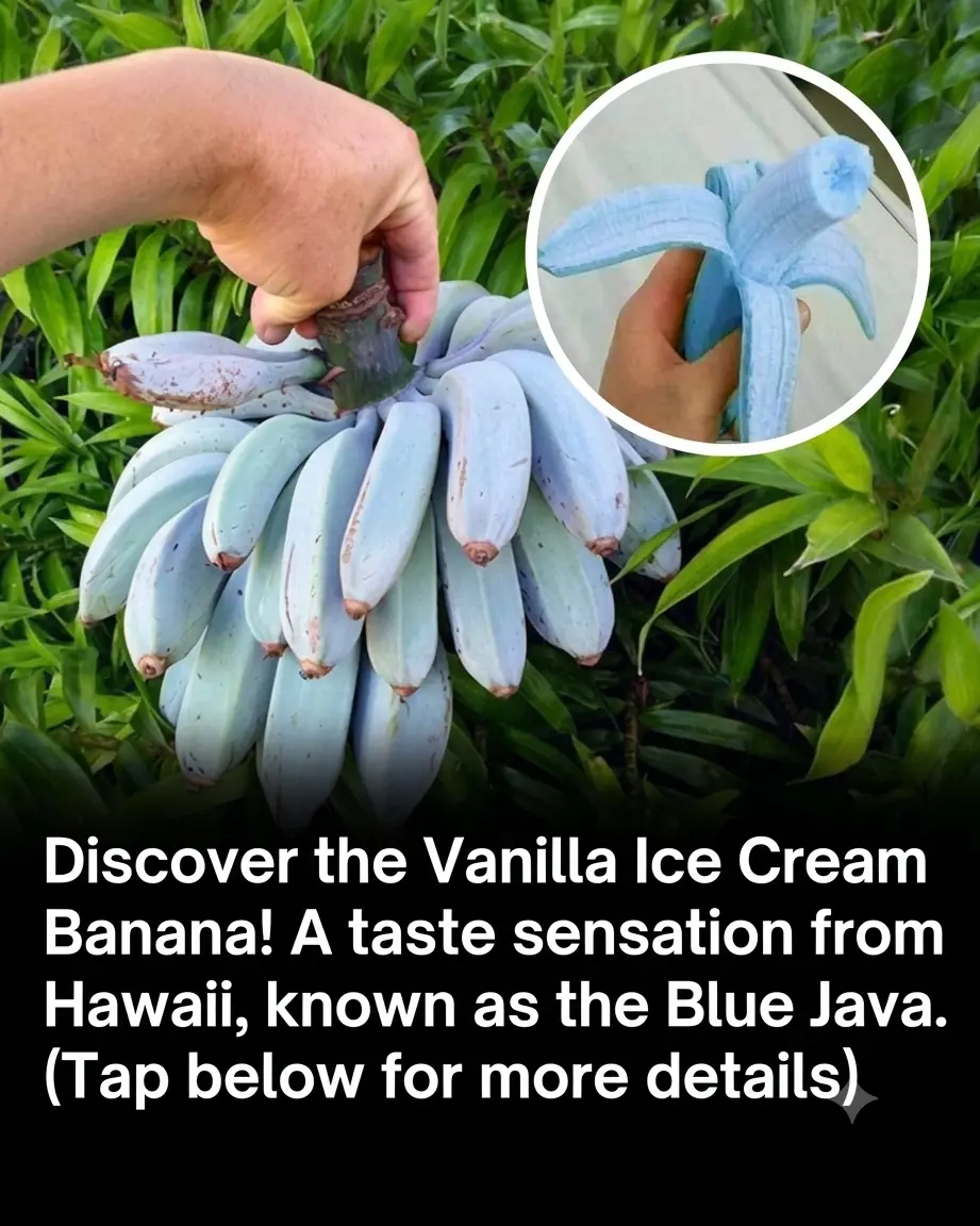 Meet the Blue Java Banana: The Real-Life Blue Fruit That Tastes Like Vanilla Ice Cream!