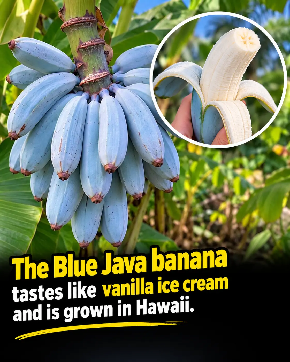 Meet the Blue Java Banana: The Rare Blue-Skinned Fruit Grown in Hawaii That Tastes Surprisingly Like Vanilla Ice Cream! 🍌🍦
