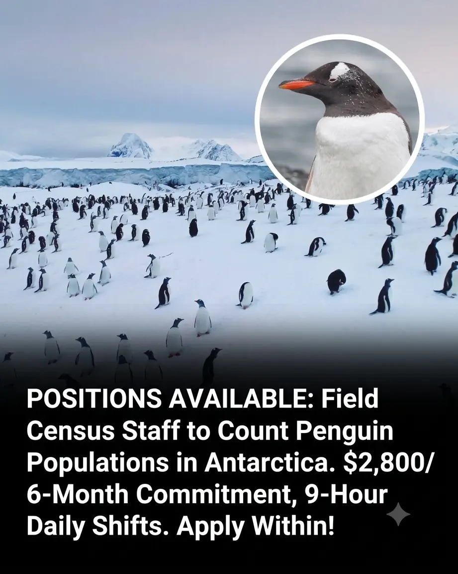 Get Paid Up to €2,500 a Month to Count Penguins in Antarctica — With Free Food and Accommodation!