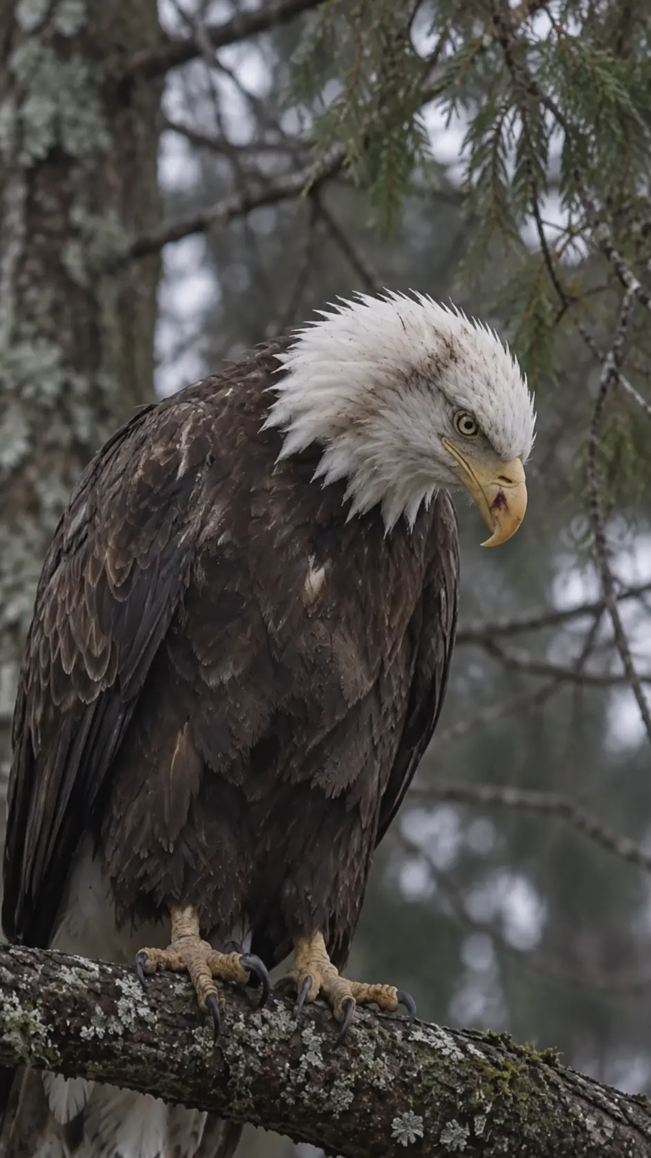 Bald Eagle Remains Perched in the Same Tree for Hours, Unable to Fly — Blood Tests Reveal Dangerous Levels of Lead Poisoning