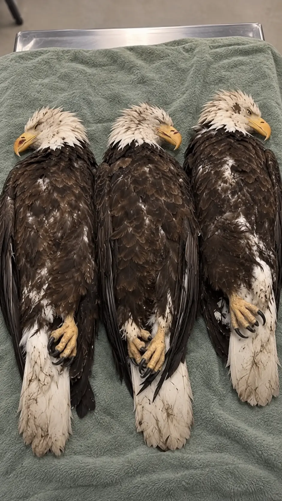 Three Bald Eagles Admitted With Dangerous Lead Poisoning — Veterinarians Reveal Why Only One Still Has a Chance to Survive
