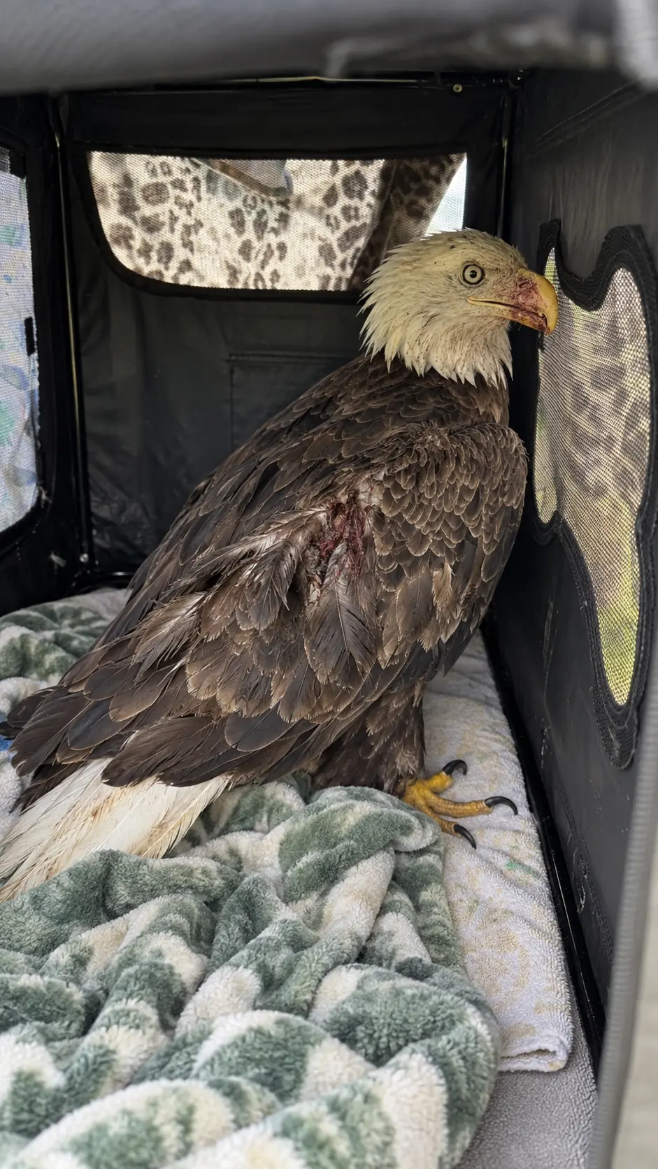 Bald Eagle Found Trapped Against a Live Electric Fence — A Lone Rescuer Cuts the Power Before Discovering the Bird Is Still Fighting to Survive