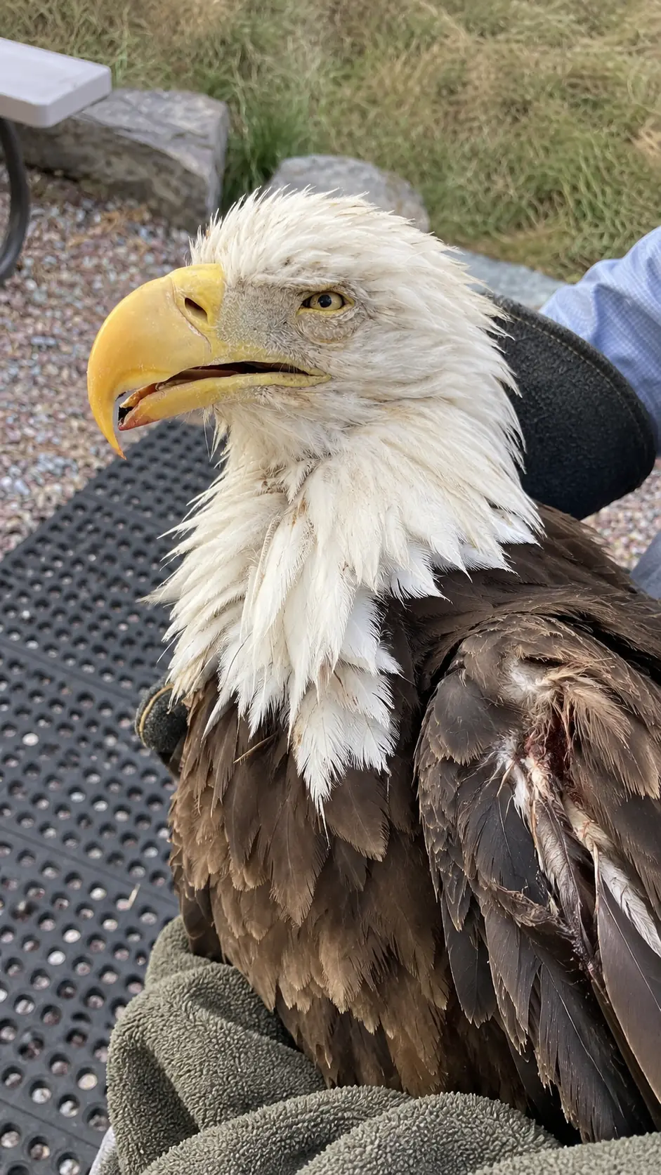 Injured Bald Eagle Found Collapsed During Extreme Heat — Veterinarians Fear Soaring Temperatures May Be Making Its Unknown Injuries Worse