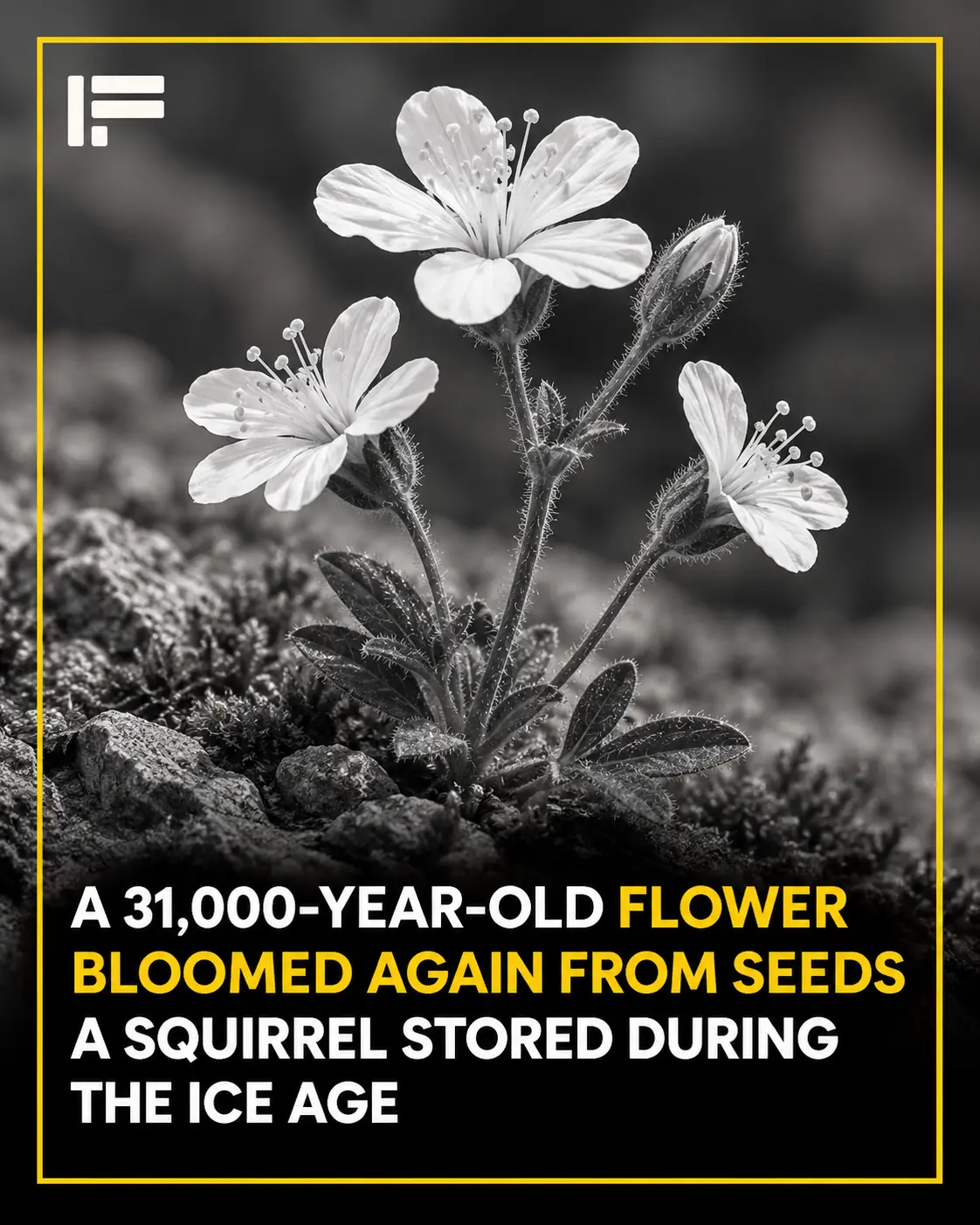 A Flower Reborn After 32,000 Years: Scientists Revive an Ice Age Plant from Frozen Siberian Soil
