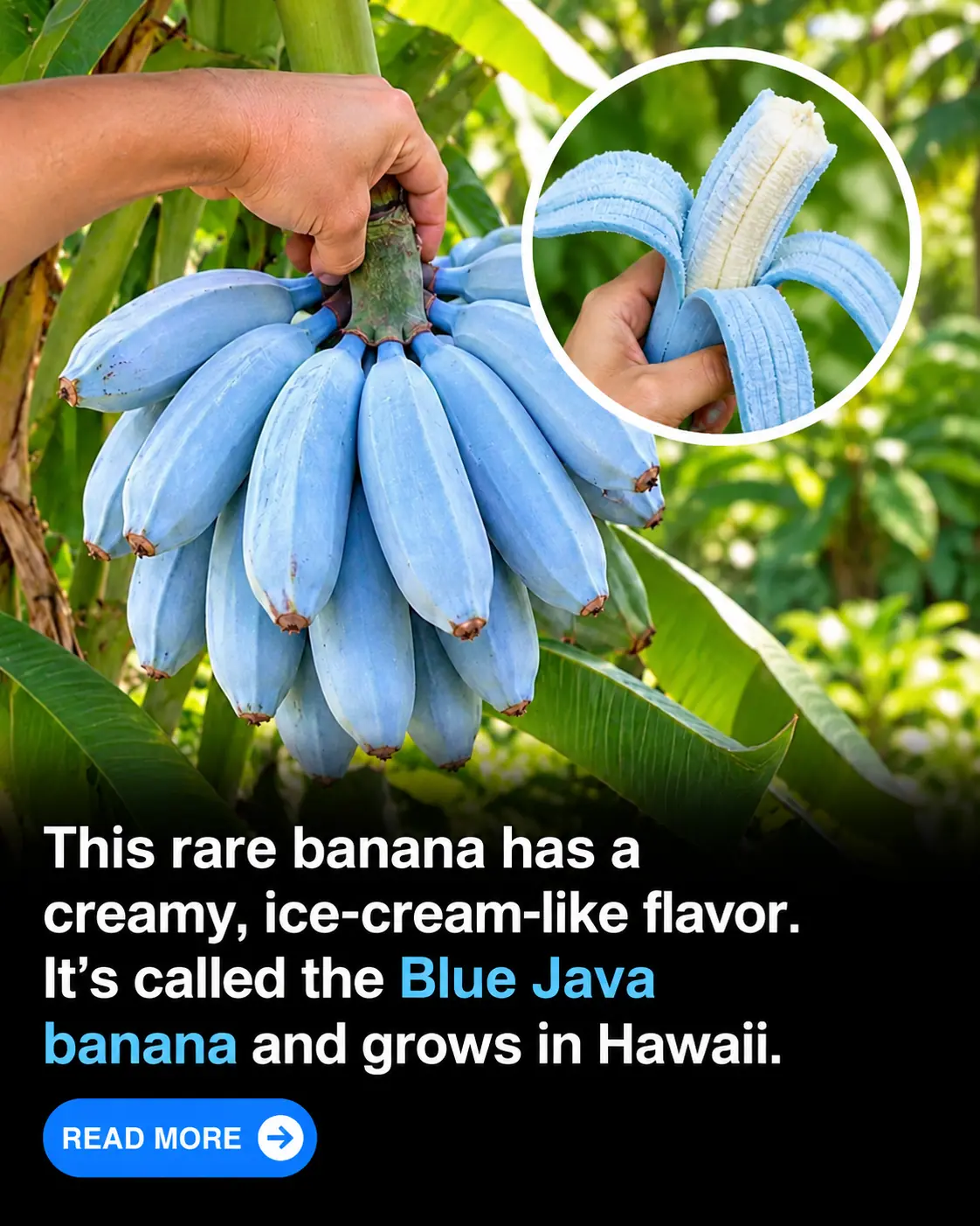 Hawaii Grows a REAL BLUE Banana That Tastes Like VANILLA ICE CREAM — And It's Completely Natural! 🍌🍦💙