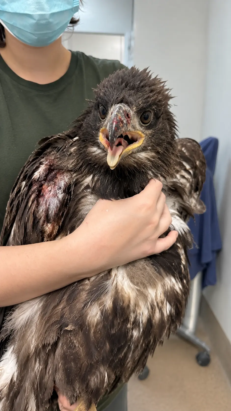 Young Bald Eagle Rescued With a Serious Wing Injury — Veterinarians Discover Extensive Tissue Damage, but the Cause Remains Unknown