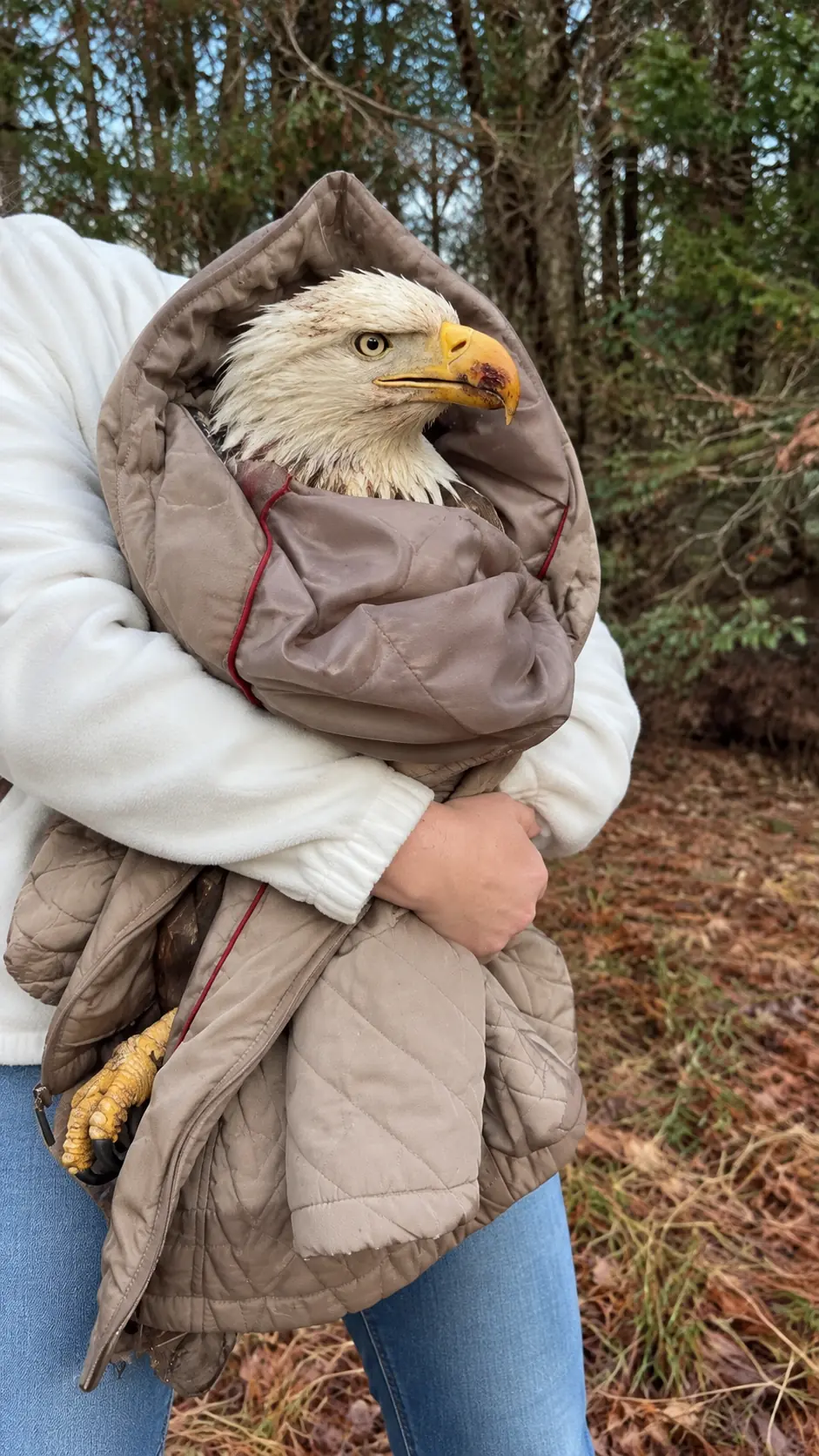 Woman Finds an Injured Bald Eagle on a Pennsylvania Road and Holds It for an Hour — Her Emotional Words Reveal What the Rescue Meant to Her