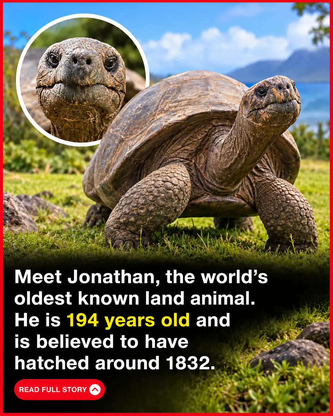 Meet Jonathan, the World’s Oldest Known Living Land Animal, a 194-Year-Old Tortoise Who Has Survived Nearly Two Centuries of History! 🐢❤️