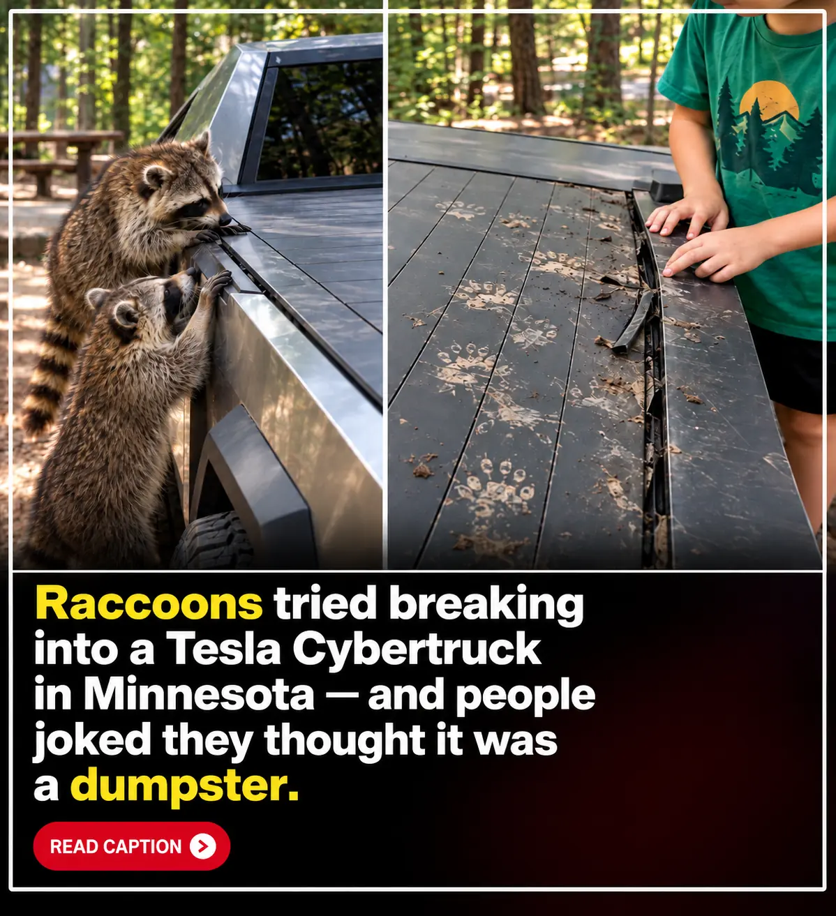 Raccoons Tried to Break Into a Tesla Cybertruck in Minnesota, and the Internet Can't Stop Joking That They Mistook It for a Giant Dumpster! 😂🦝