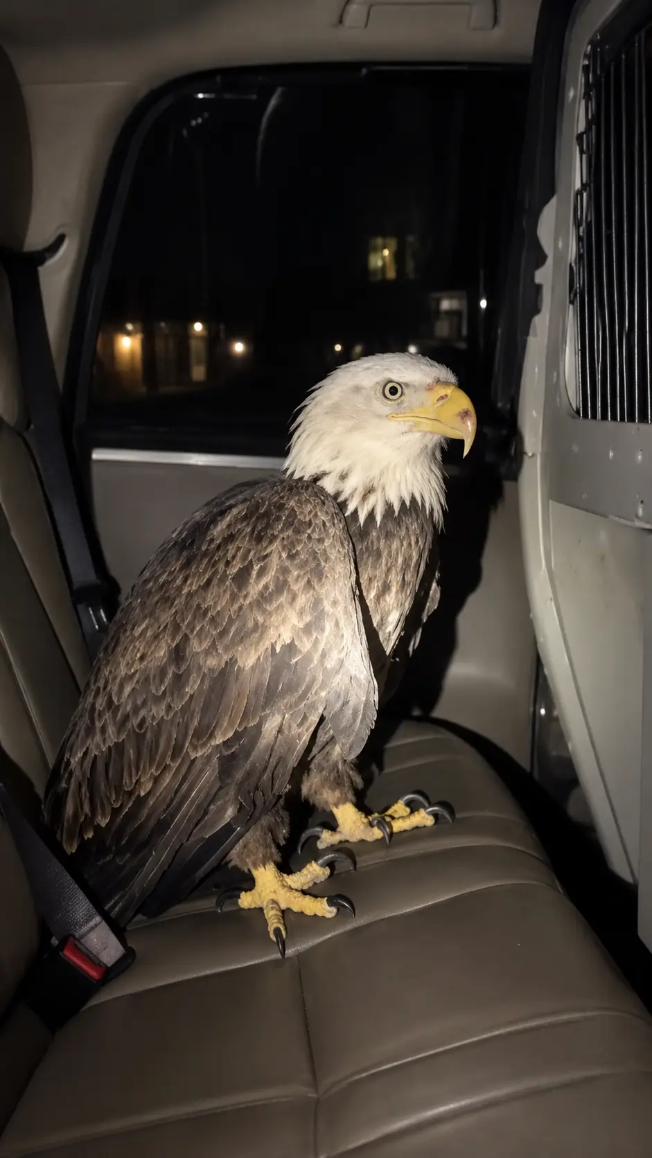 Bald Eagle Found Walking Down a Dark Highway, Unable to Fly — Police Officers Rush It to a Wildlife Hospital Before Another Vehicle Strikes