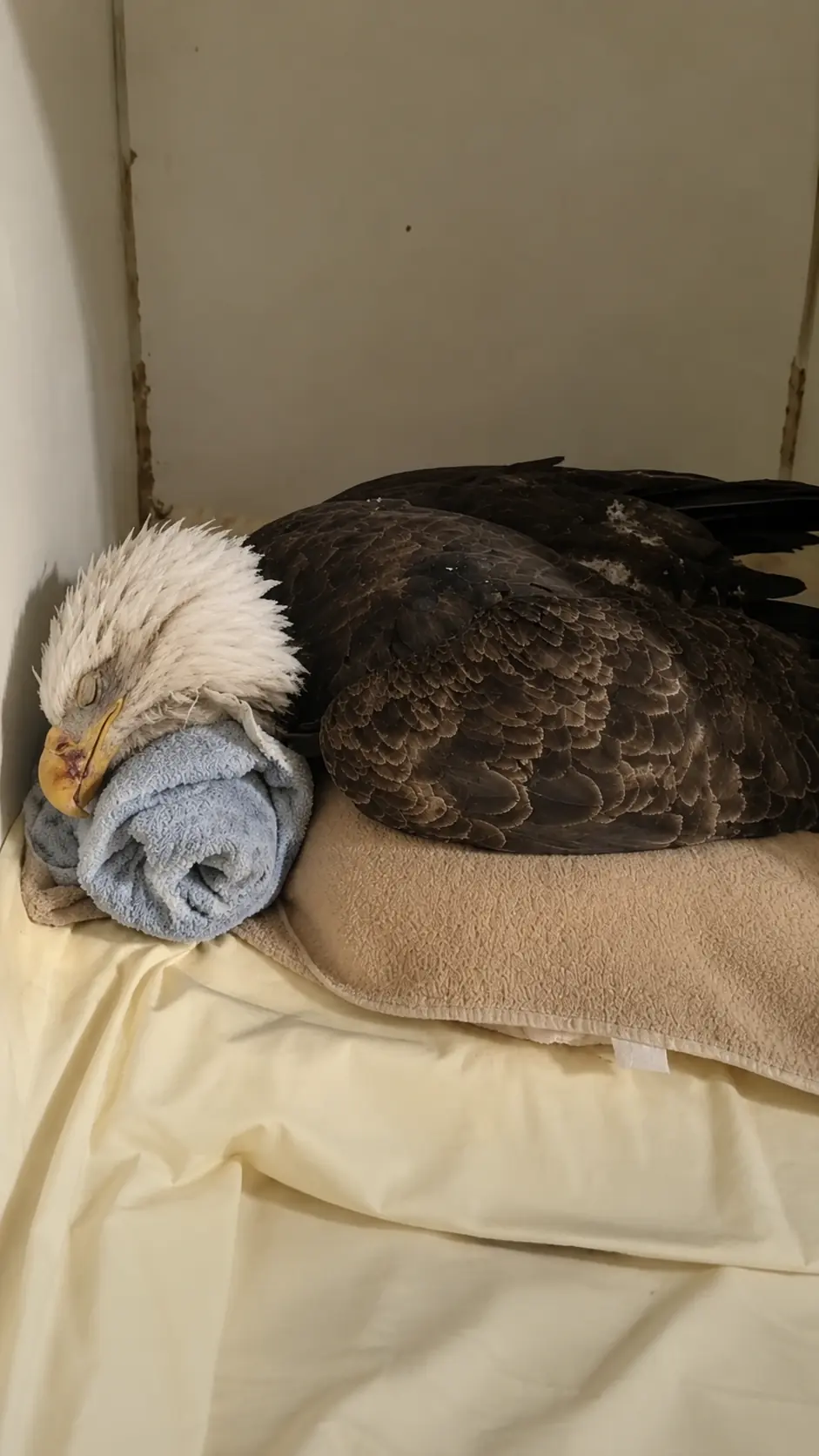 Bald Eagle Appears to Be Sleeping After Emergency Treatment — Veterinarians Notice an Unusual Eye Response That Raises New Concerns
