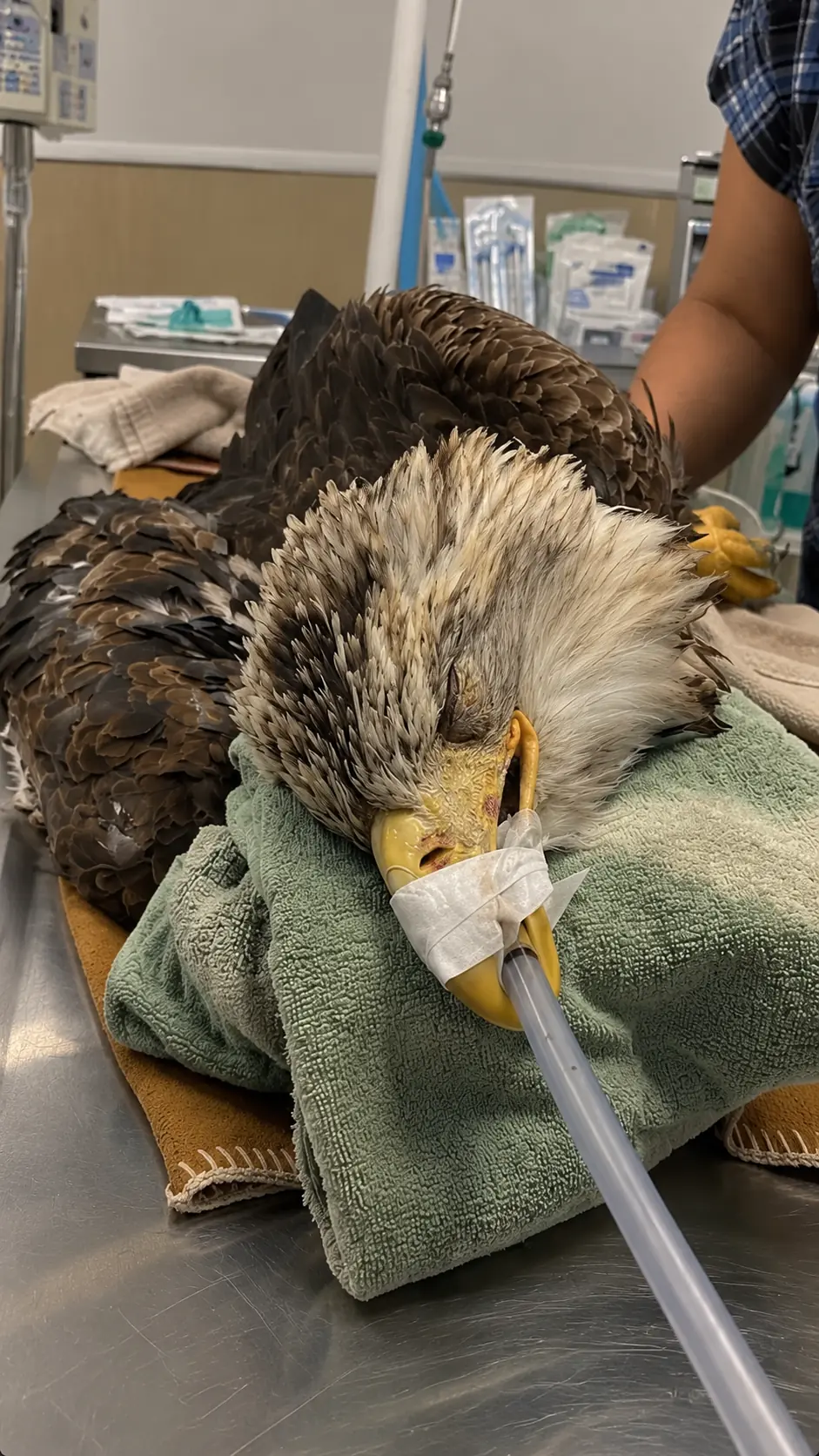 Bald Eagle Found Near a Pennsylvania River in Critical Condition — Veterinarians Suspect a Hidden Poison May Be Responsible for Its Collapse