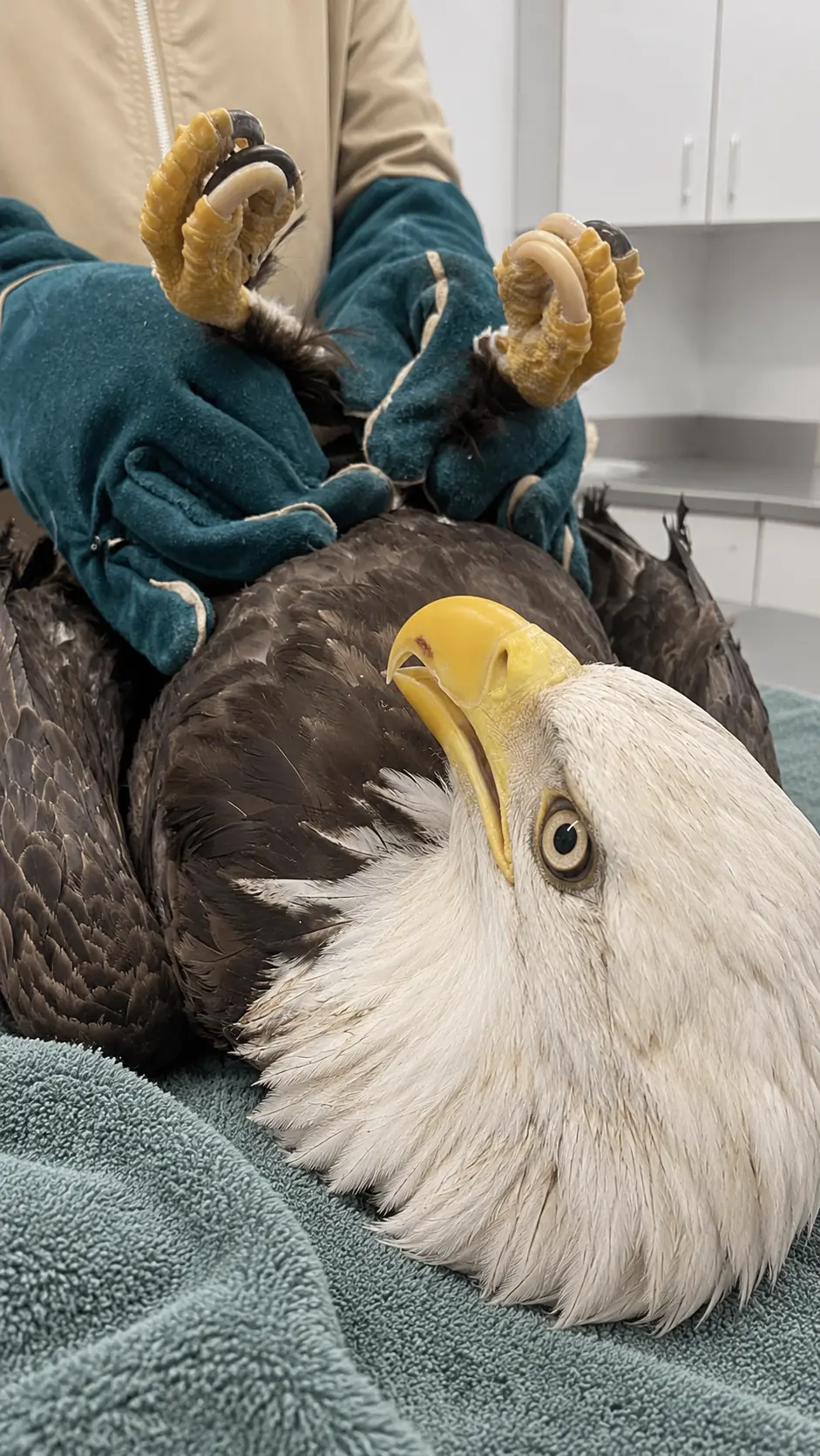 Bald Eagle Recovers From Severe Injuries After Striking a Power Line — One Final Obstacle Remains Before It Can Return to the Wild