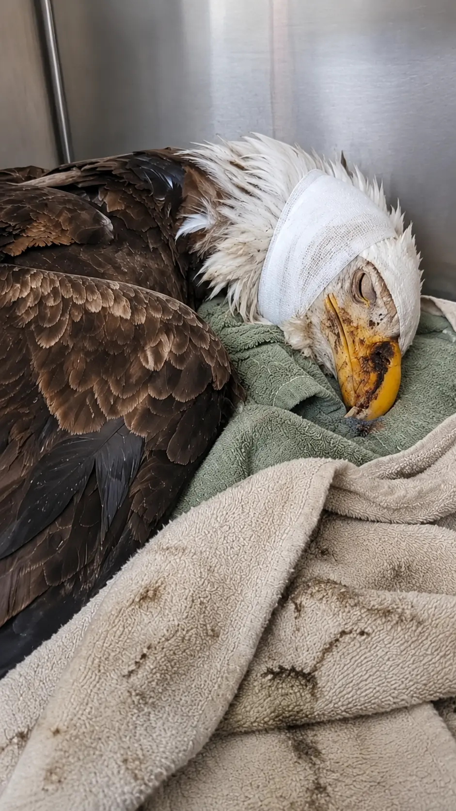 Bald Eagle Remains Almost Motionless After Days of Intensive Care — A Tiny Response Gives Veterinarians Their First Reason for Hope