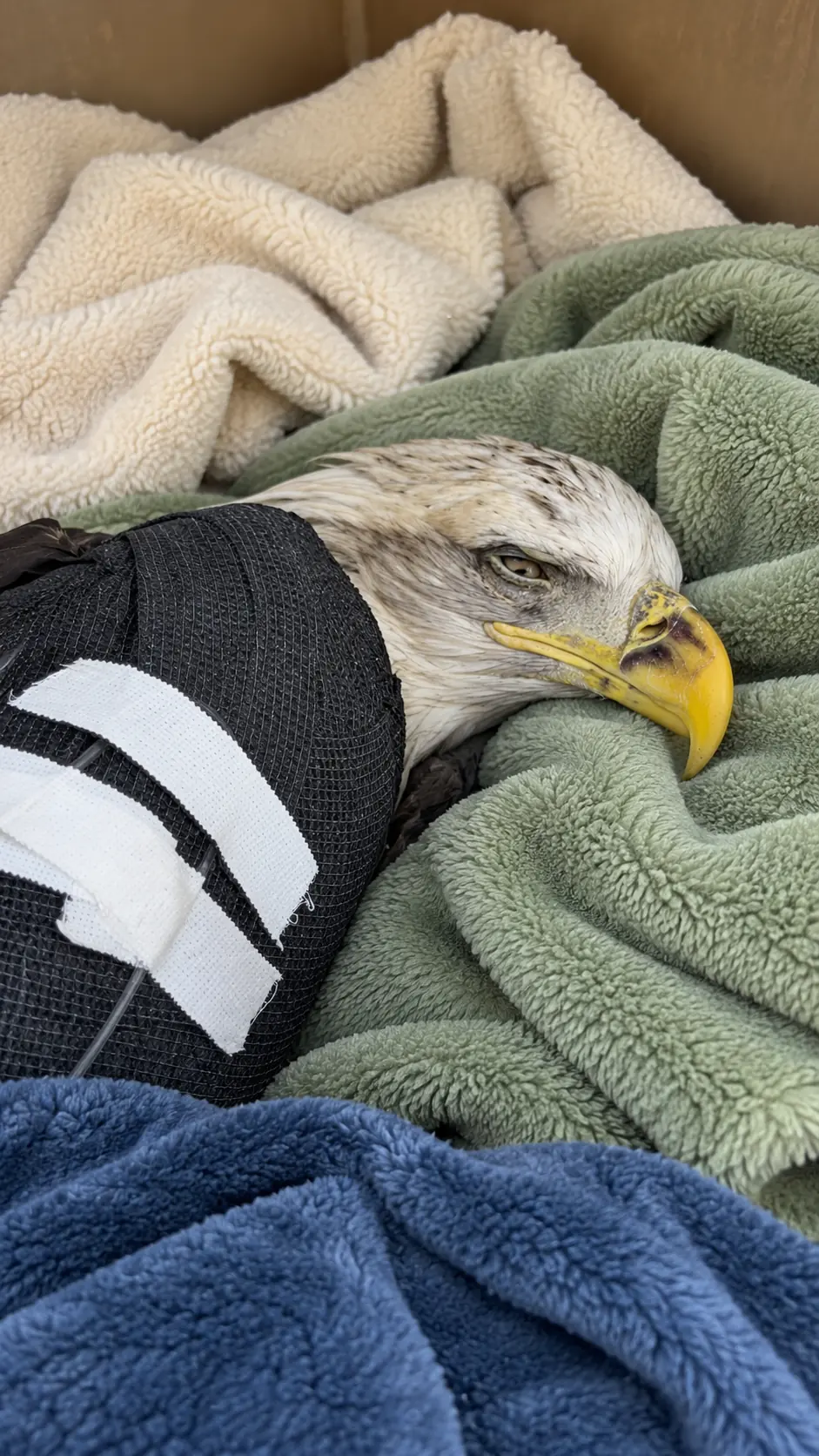 Bald Eagle Rushed to Emergency Care After a Highway Collision — New Details Reveal What May Have Happened Moments Before the Impact
