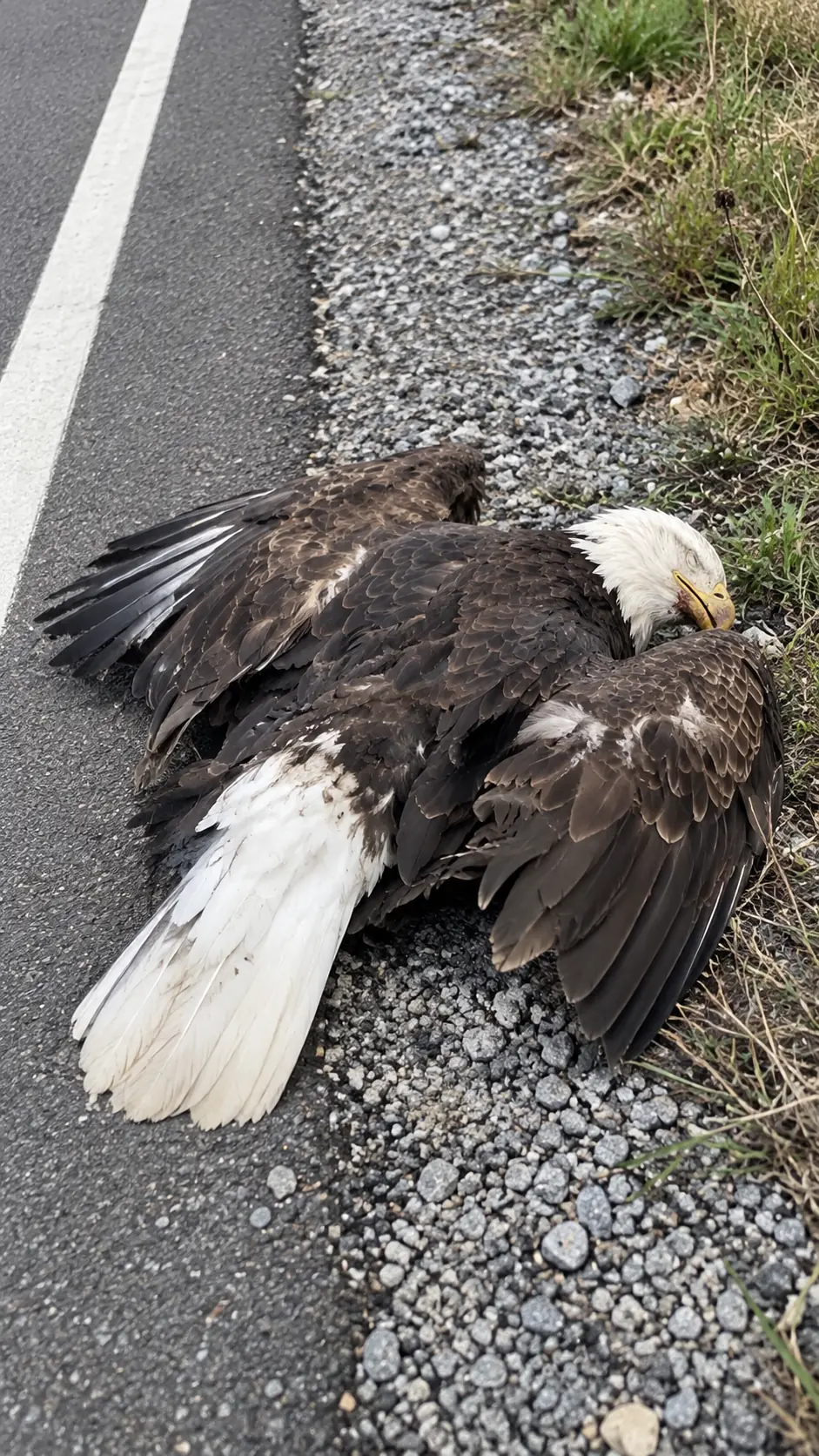Adult Bald Eagle Left Helpless Beside a Pennsylvania Highway After a Suspected Vehicle Strike — Passing Cars Kept Going Until Someone Finally Noticed Him