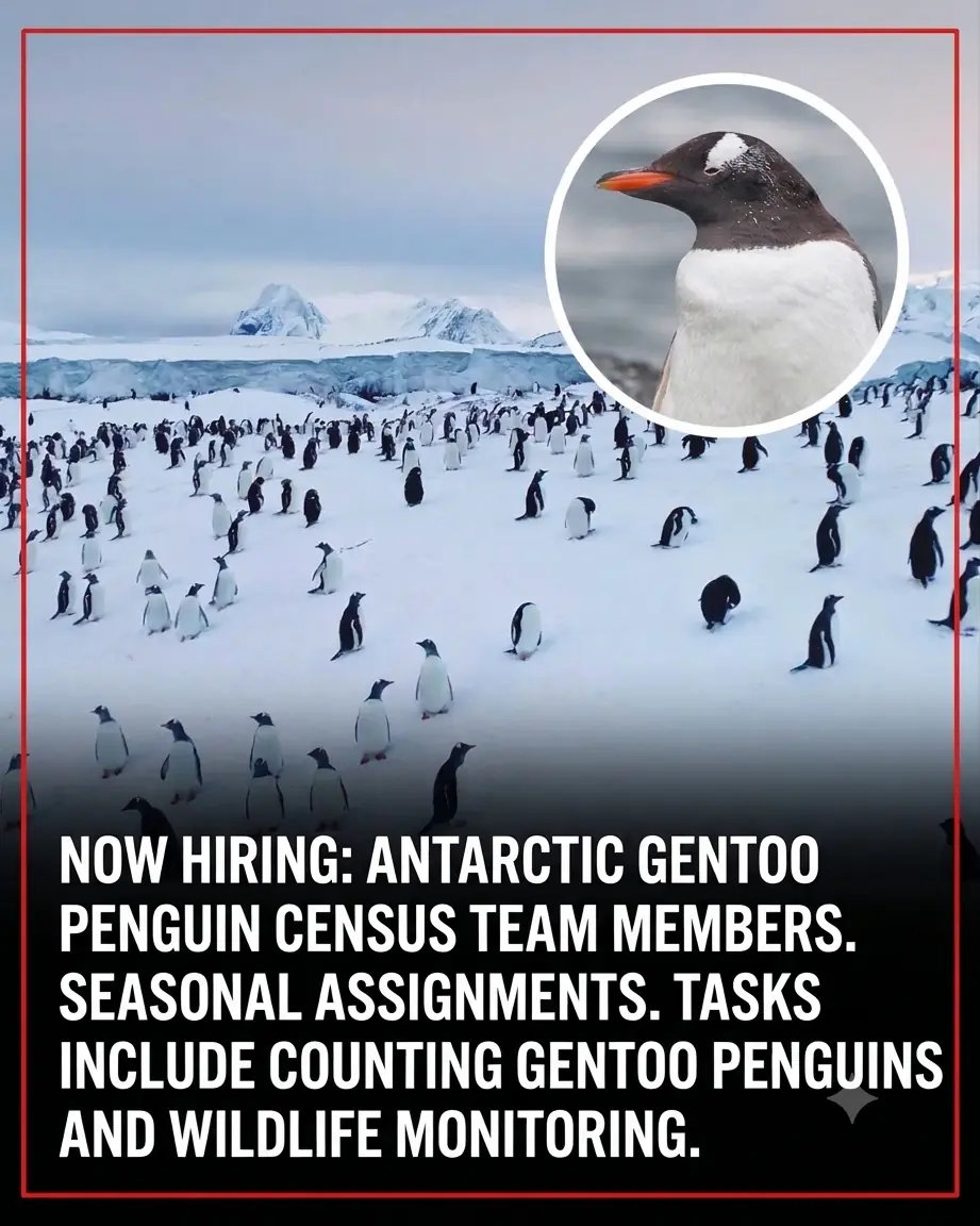 Get Paid Up to €2,500 a Month to Count Penguins in Antarctica — With Free Food and Accommodation! 🐧