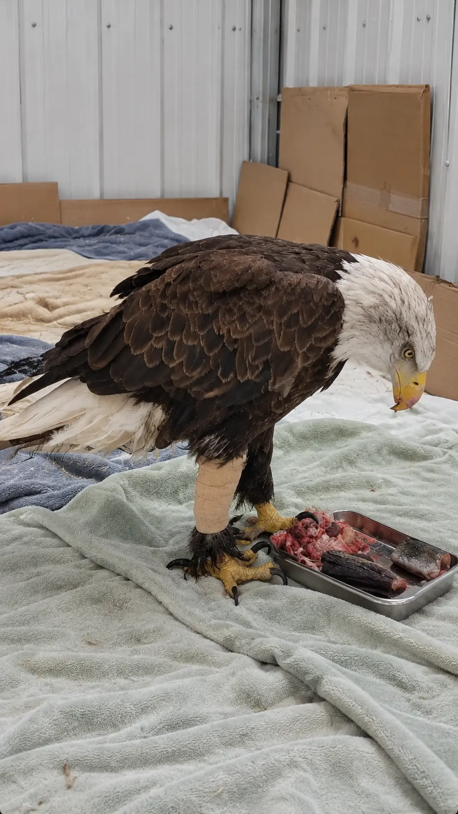 Bald Eagle Found With a Deep Open Leg Wound at a Pennsylvania Campground — Veterinarians Discover Why the Injury Could Threaten His Return to the Wild