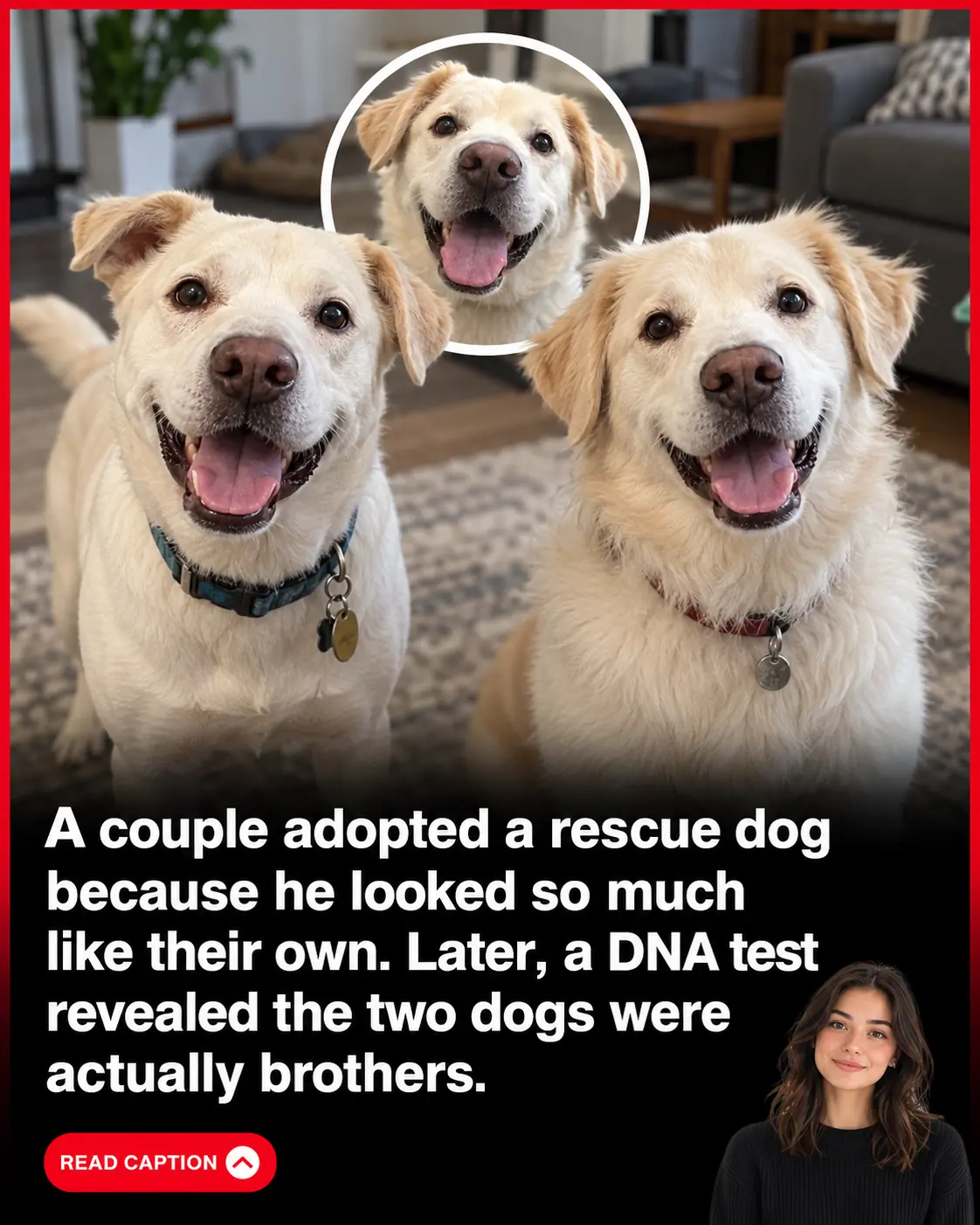 Couple Adopts a Shelter Dog Who Looks Just Like Their Own — Then a DNA Test Reveals They’re Long-Lost Brothers! 🐶❤️