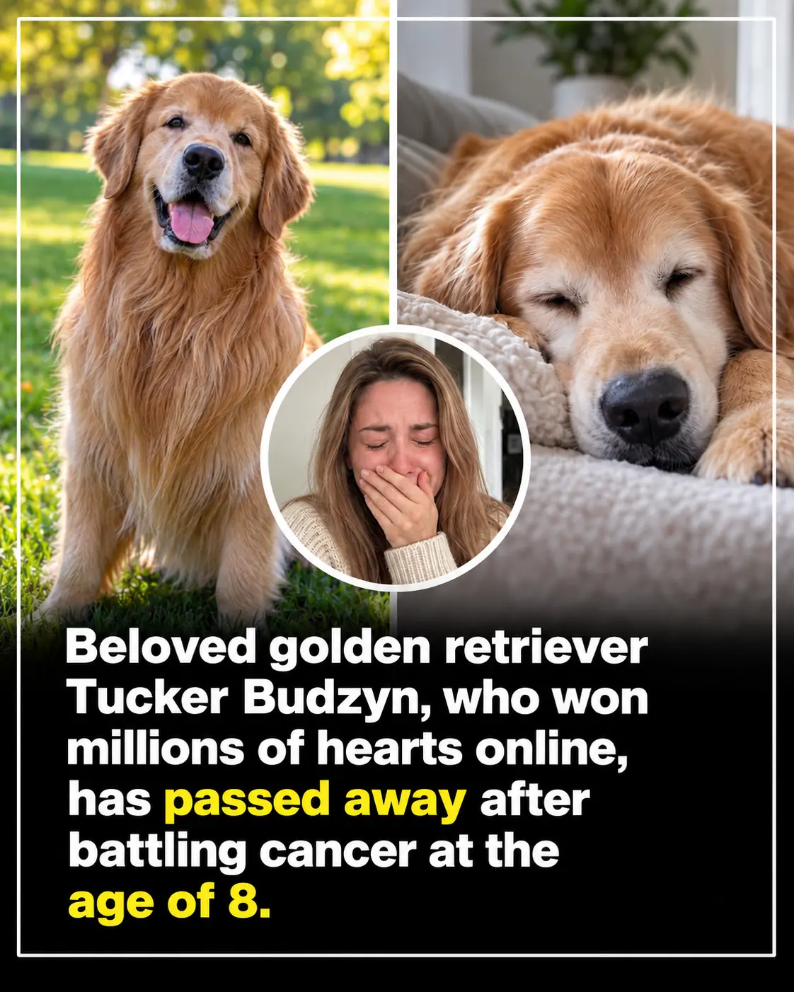 The Internet Mourns Tucker Budzyn, the Beloved Golden Retriever Who Brought Joy to Millions, After His Heartbreaking Passing at Just 8 Years Old ❤️🐶