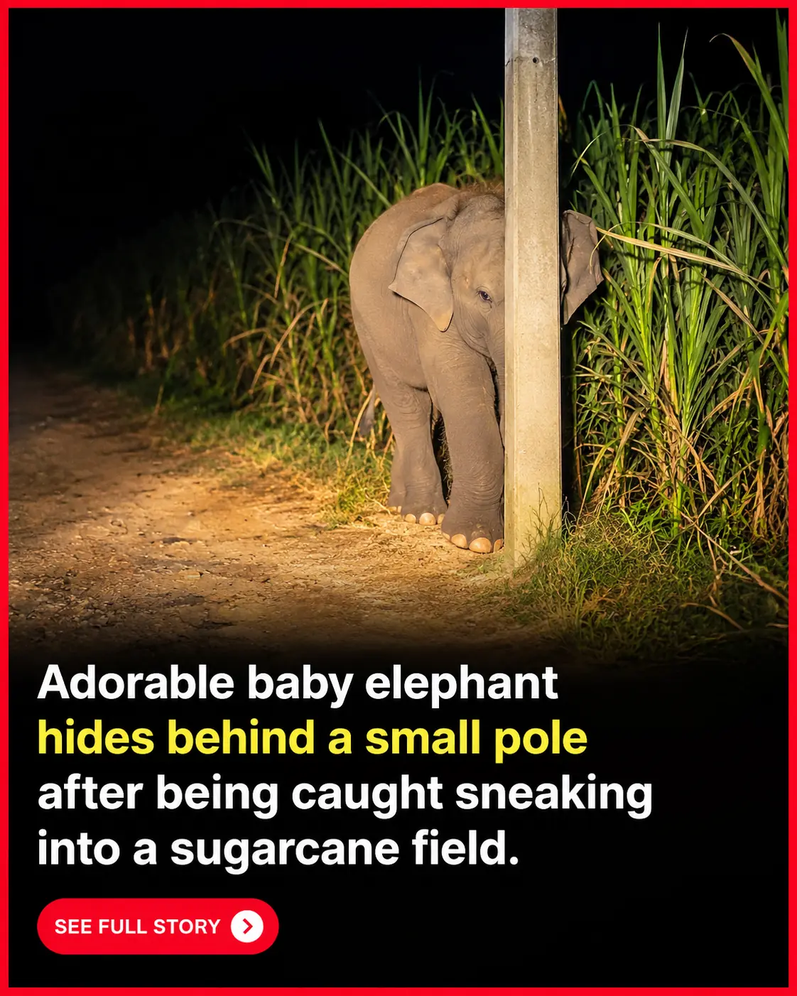 Adorable Baby Elephant Goes Viral After Trying to Hide Behind a Tiny Pole When Caught Sneaking Sugarcane in Thailand 🐘😂❤️