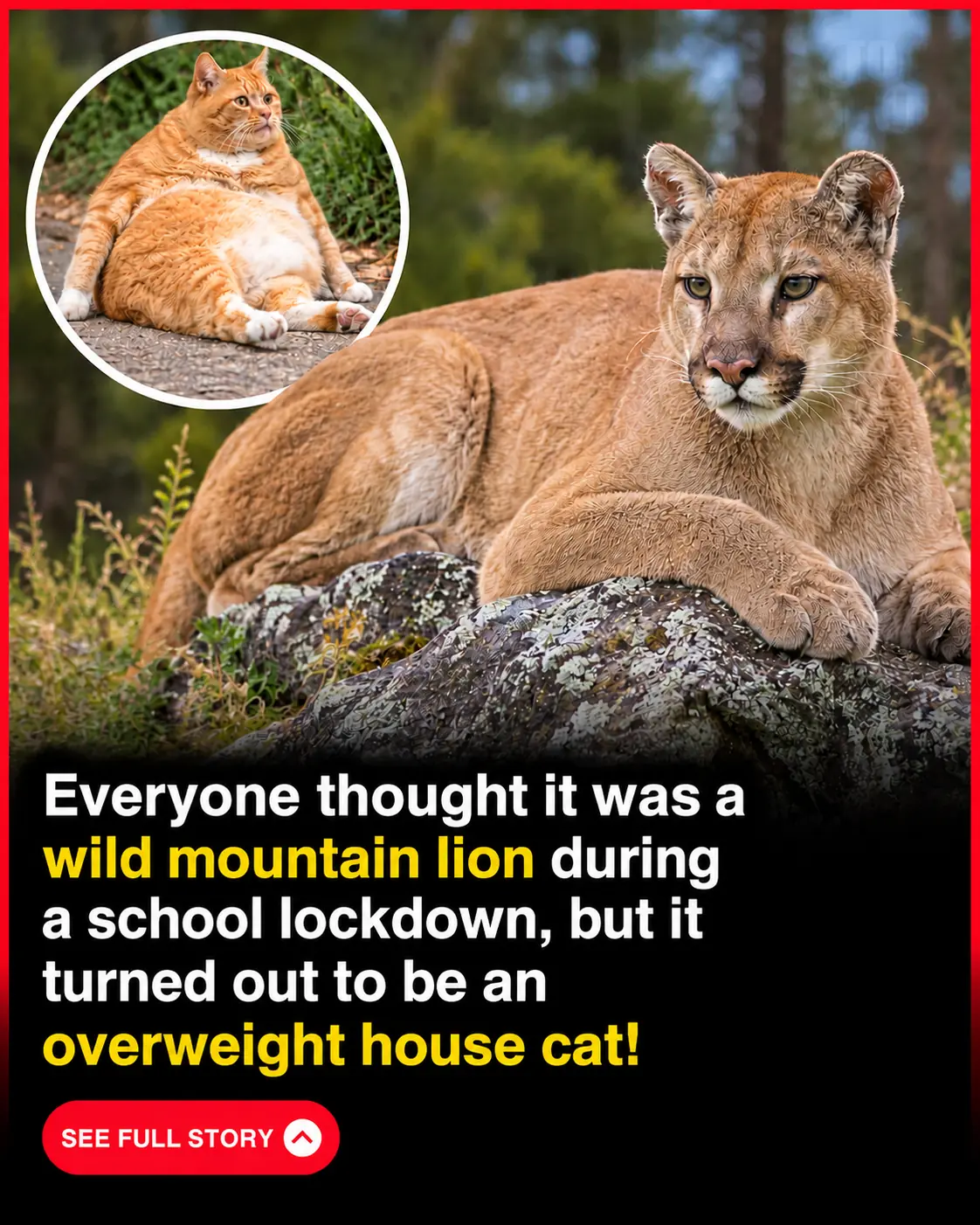 Washington Elementary School Goes Into Lockdown After Reported Mountain Lion Turns Out to Be an Overweight House Cat 🐱😂❤️