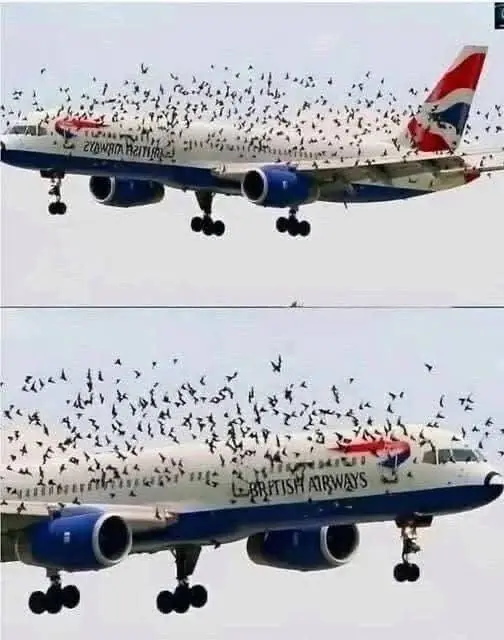 The Mind-Blowing Reason This Terrified Pilot Burst Into Tears After an Emergency Landing Saved His Passengers From a Swarm of Thousands of Angry Birds