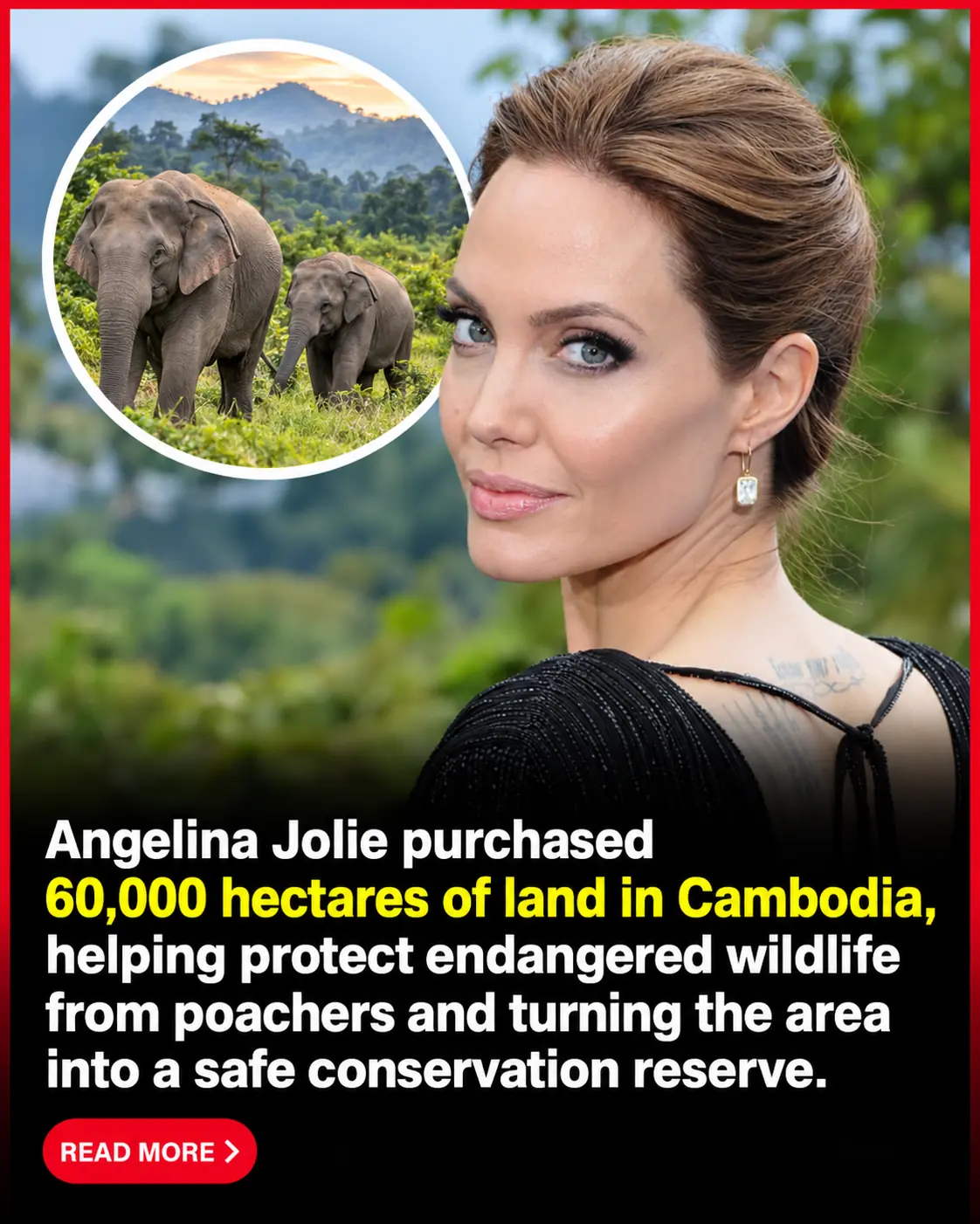 Beyond Hollywood: Angelina Jolie Has Spent Over 20 Years Helping Protect 61,000 Hectares of Cambodian Rainforest and Saving Endangered Wildlife 🌳🐘❤️